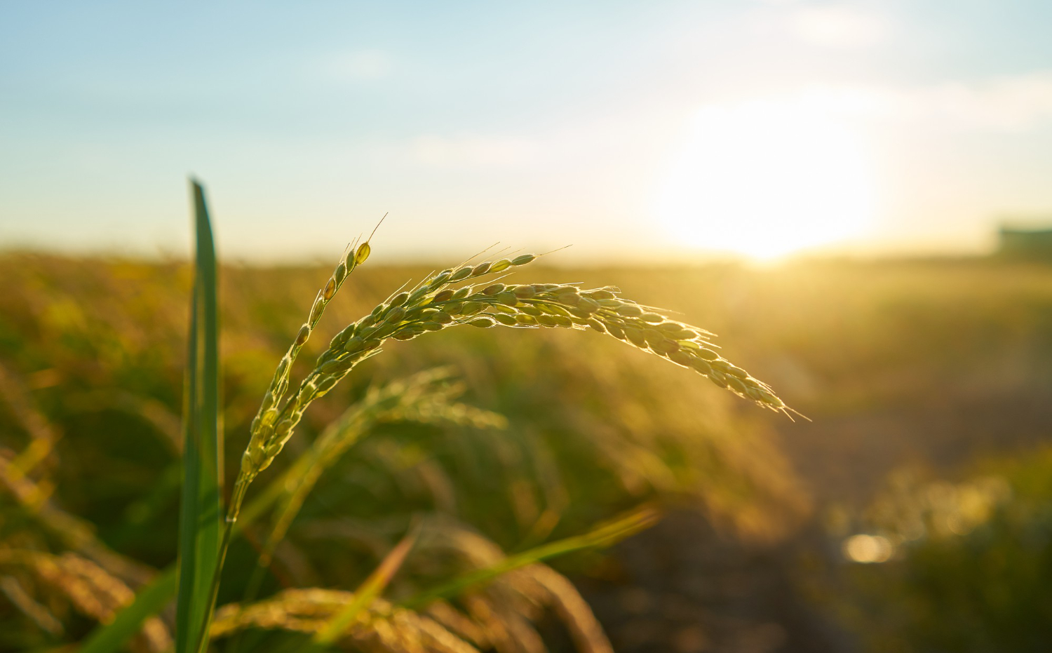 A produção agrícola exige planejamento seguro desde o preparo do solo até a colheita. A NR 31 garante que cada etapa ocorra com responsabilidade e proteção ao trabalhador.