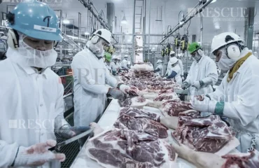 3602 – Treinamento Periódico na Indústria de Abate e Processamento de Carnes e Derivados 3602 - Treinamento Periódico na Indústria de Abate e Processamento de Carnes e Derivados