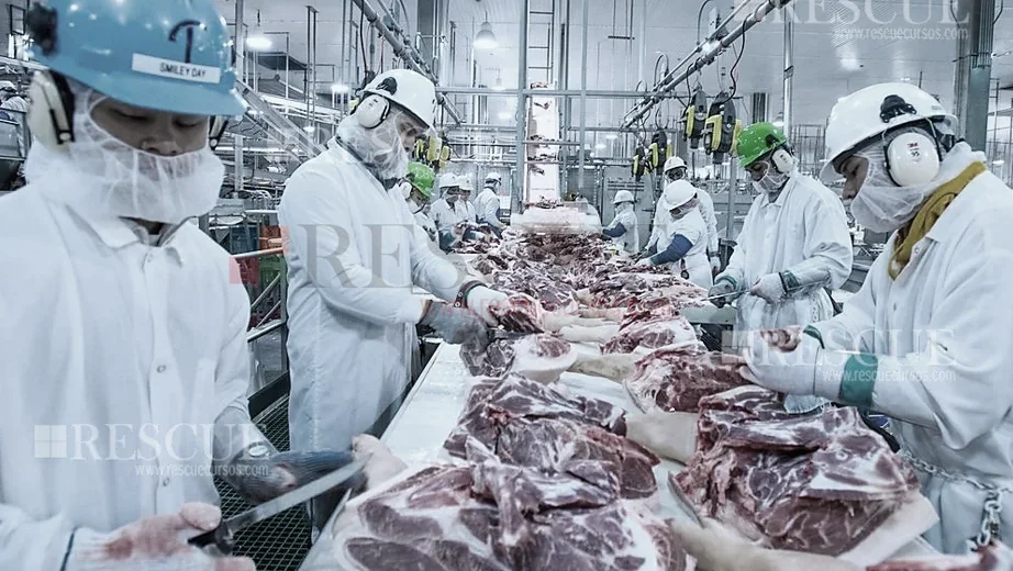 3602 - Treinamento Periódico na Indústria de Abate e Processamento de Carnes e Derivados