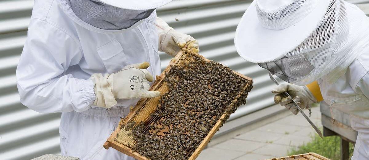 curso de apicultura