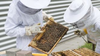 curso de apicultura