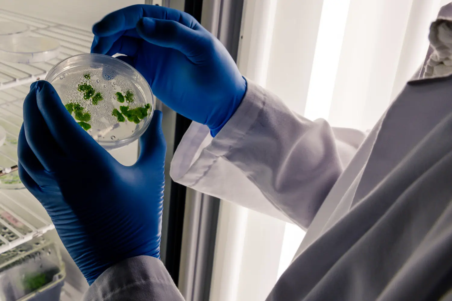 Avaliação microbiológica em laboratório: identificação de colônias biológicas para controle de contaminações e caracterização de risco ocupacional invisível.