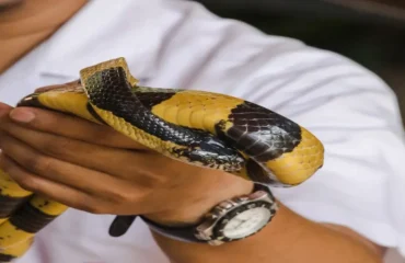 Curso Captura Contenção Animais Curso Captura Contenção Animais