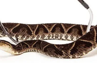 Treinamento Manejo Animais Peçonhentos Treinamento Manejo Animais Peçonhentos