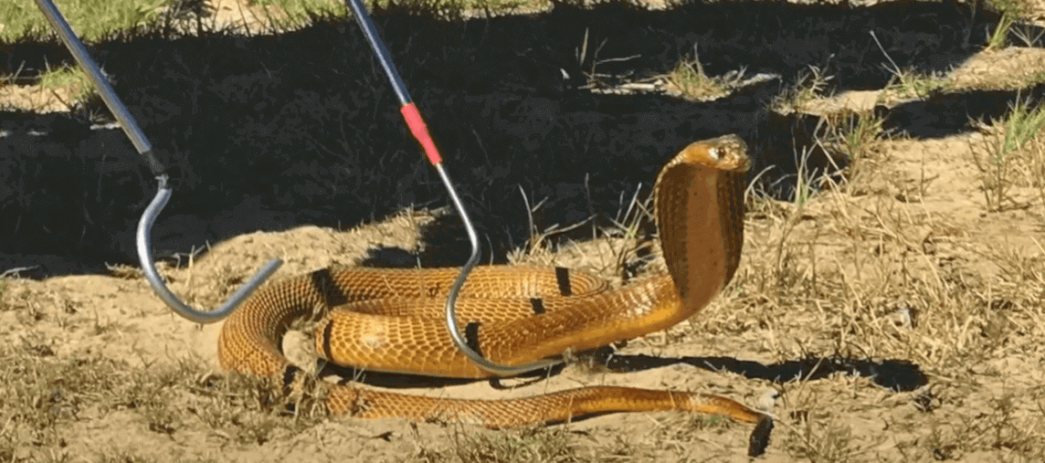 Prevenção Acidentes Animais Peçonhentos