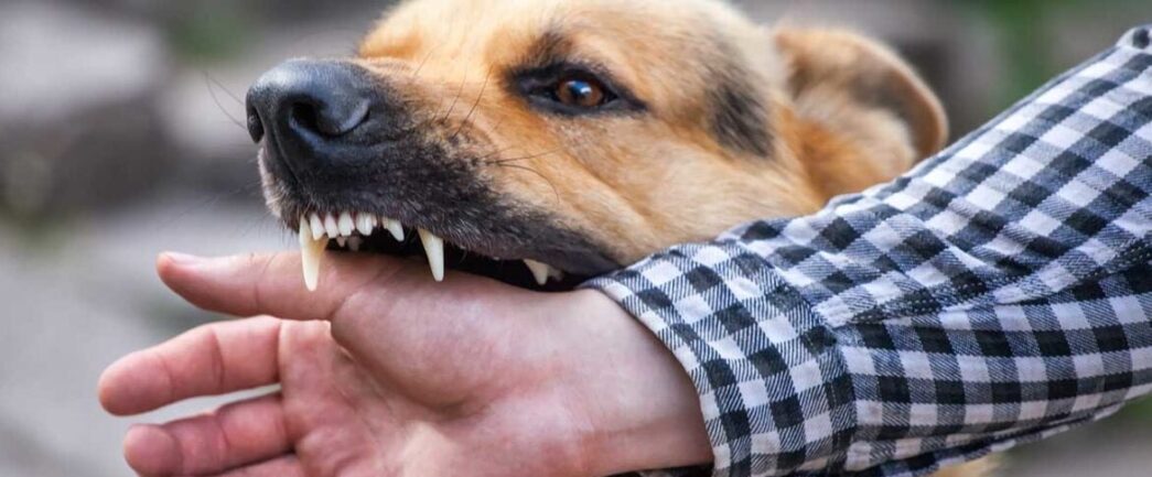 Curso Prevenção Ataque de Animais Domésticos