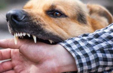 Curso Prevenção Ataque de Animais Domésticos Curso Prevenção Ataque de Animais Domésticos