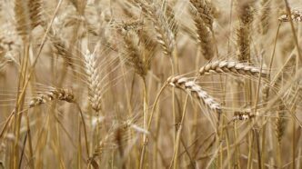 Laudo Condições e Instalações Indústria Alimentos