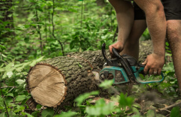 FOTO 01 Abate em árvores sendo feitos em uma mata fechada