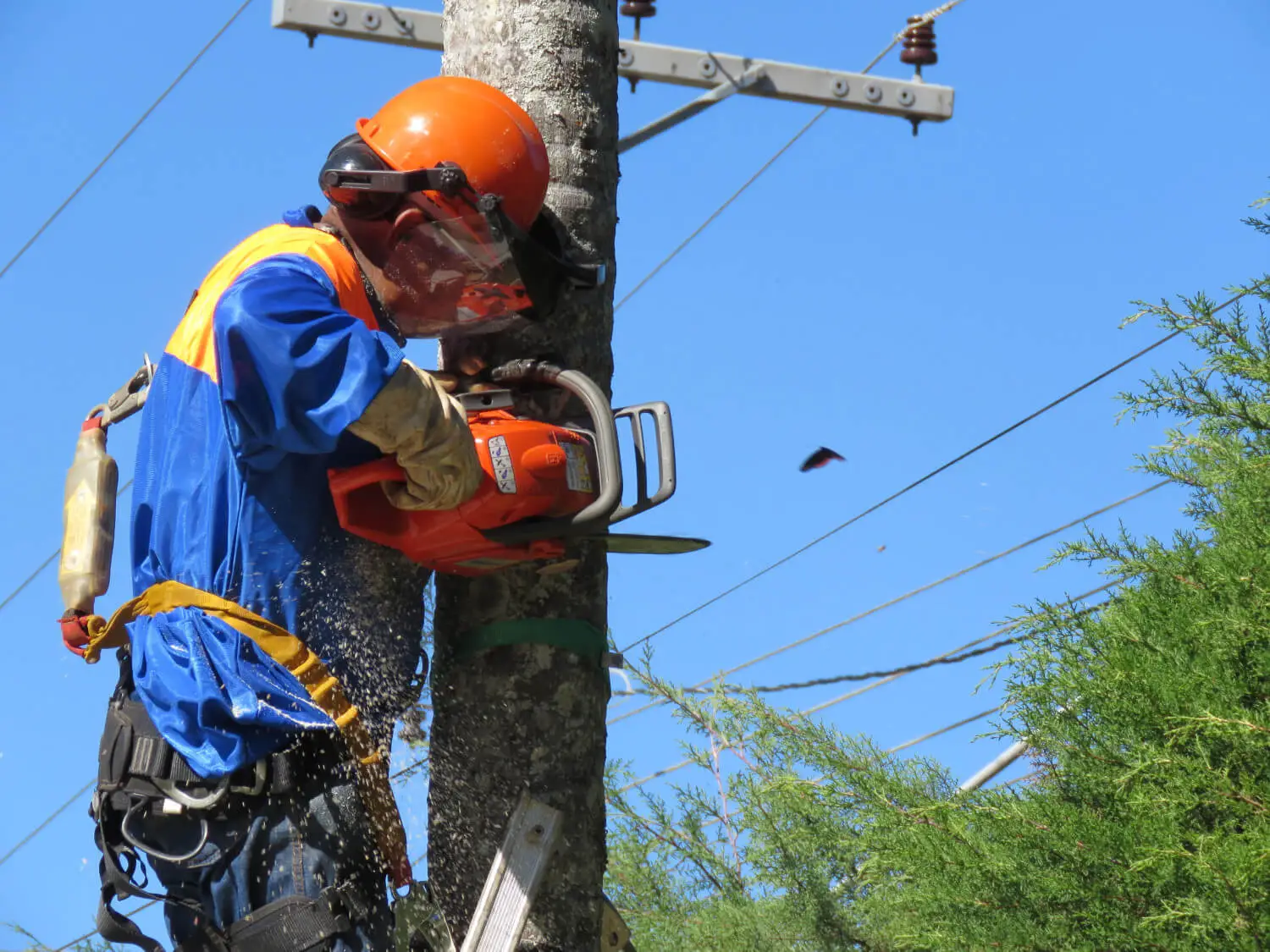 Curso Poda Árvores NR31