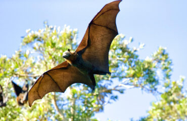 Programa Monitoramento Quirópteros (Morcegos) Programa Monitoramento Quirópteros (Morcegos)