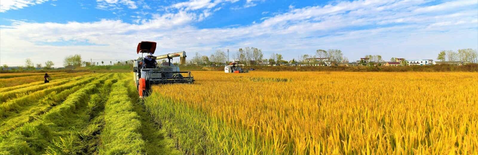 Curso NR 31 CIPATR - Comissão Interna de Prevenção de Acidentes do Trabalho Rural