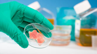 Curso de Análise de Trichinella