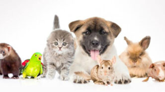 Curso Manuseio Animais Estimação