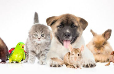 Curso Manuseio Animais Estimação Curso Manuseio Animais Estimação