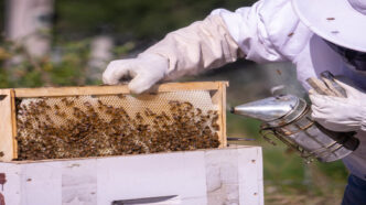 Curso Manuseio de Fauna e Retirada de Colmeias