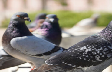 Controle de Animais Sinantrópicos Controle de Animais Sinantrópicos