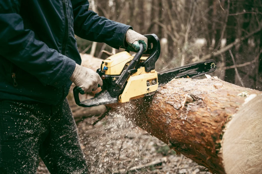 Operação em tora de grande porte exige estabilidade, controle do sabre e técnica precisa.