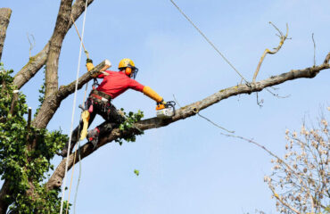 Poda de ÁrvCurso Poda e ou Abate de Árvores NR 31ore (2) (1) Curso Poda e ou Abate de Árvores NR 31