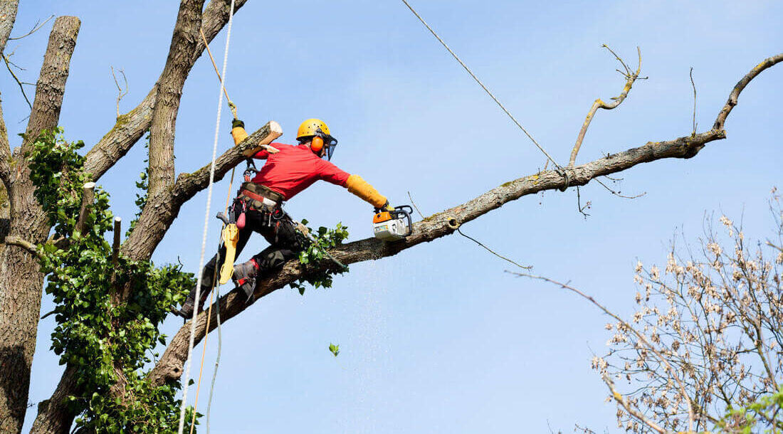 Curso Poda e ou Abate de Árvores NR 31