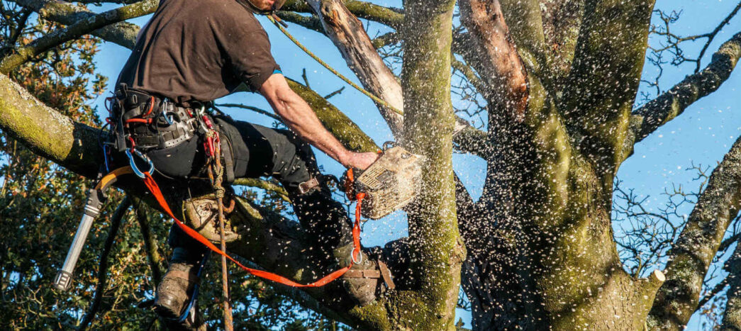 Curso Poda de Árvore em Linha Morta com Motosserra