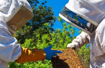 Curso de Apicultor Curso de Apicultor