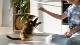 Curso Manuseio de Animais Domésticos