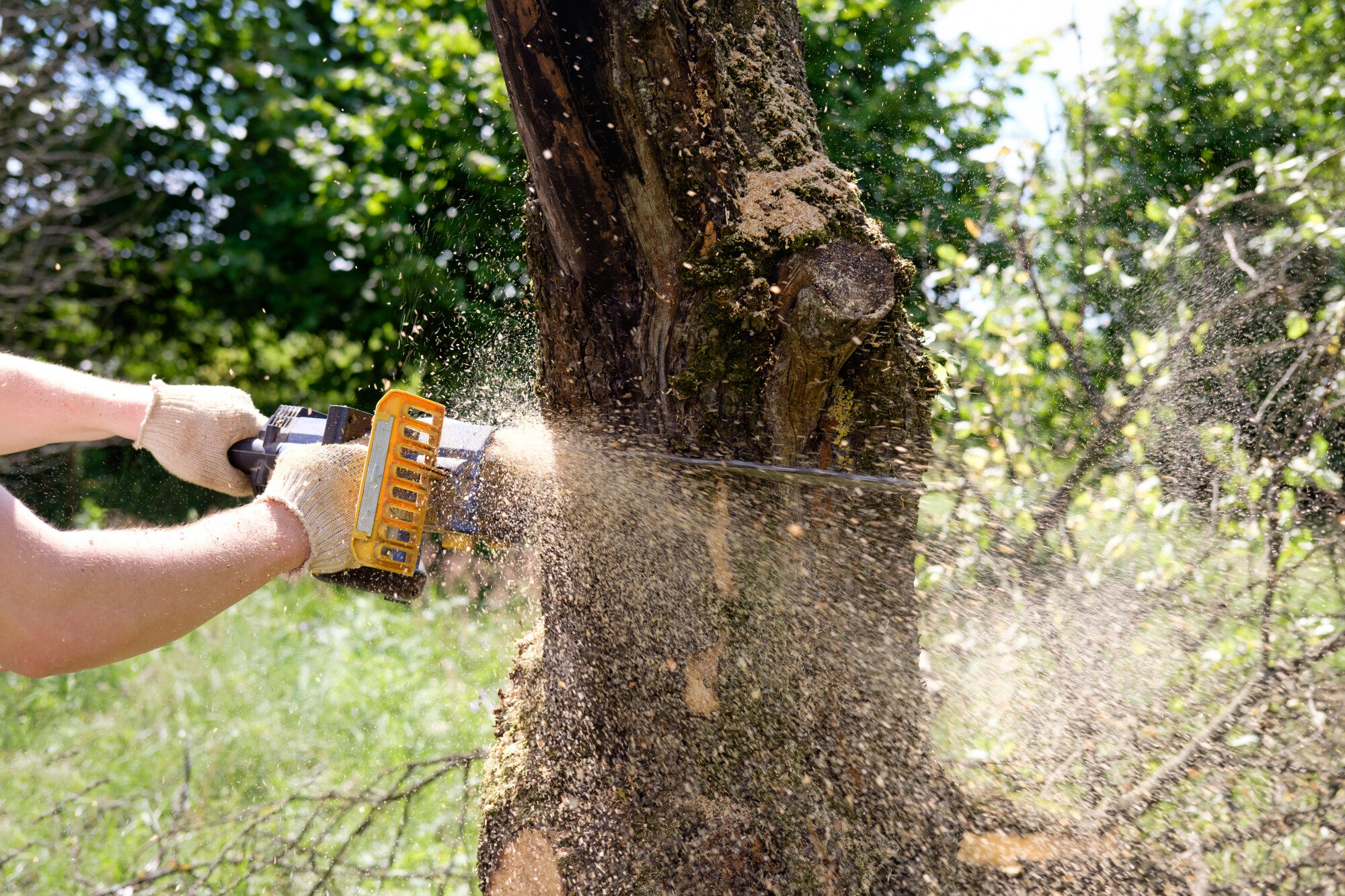 Laudo para Corte de Árvore.