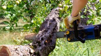 CURSO DE PODA DE ÁRVORES NR-31