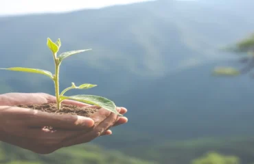 Curso de Arborização Curso de Arborização