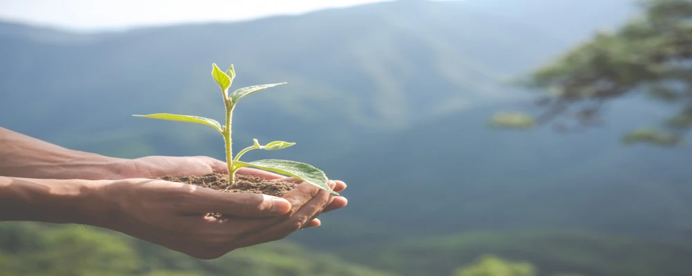 Curso de Arborização