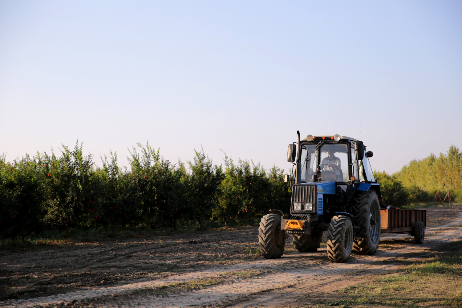 Trator com carreta em plantação de pomares – Um trator adaptado para o transporte de colheitas em plantações de frutas, demonstrando sua importância na logística agrícola e no manejo de áreas rurais. - Curso NR 12 Anexo 02 e 11.