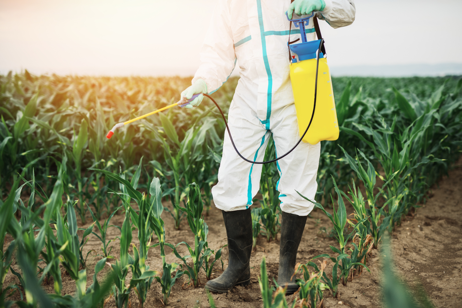 Agricultor em ação com equipamento de pulverização, garantindo a aplicação uniforme da calda de agrotóxicos nas plantações de milho, seguindo normas de segurança. - Curso Preparadores Aplicadores Agrotóxicos.