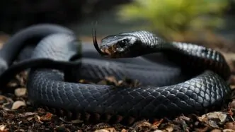 Tratamento Acidentes por Animais Peçonhentos
