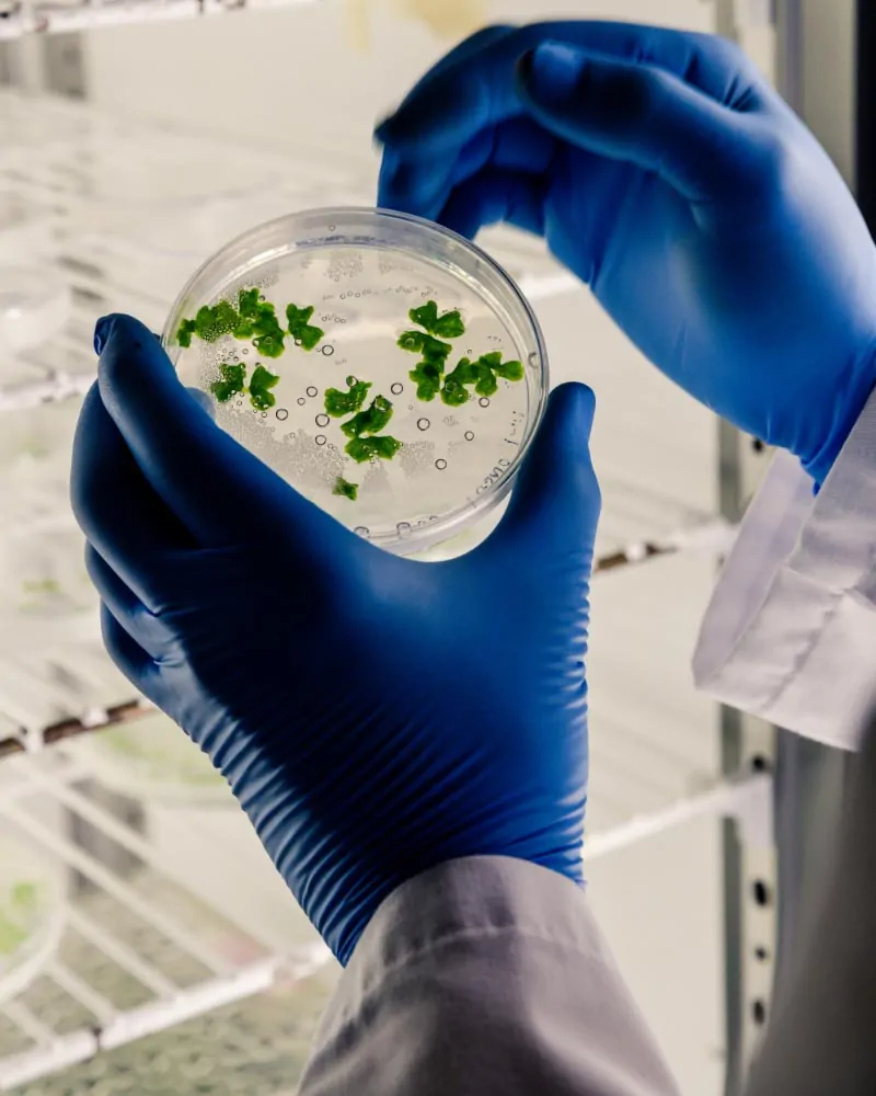 Análise microbiológica detalhada de alimentos, garantindo segurança e conformidade com padrões de saúde para consumo humano e animal - Laudo Microbiologia Alimentos Consumo