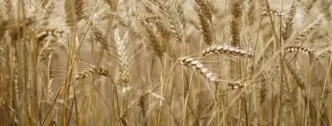 Laudo Condições e Instalações Indústria Alimentos