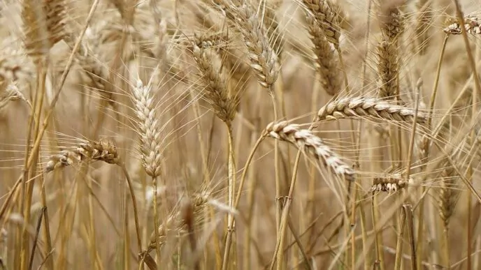 Laudo Condições e Instalações Indústria Alimentos