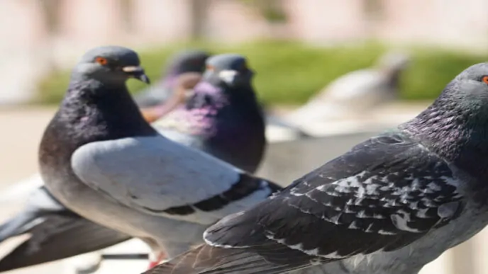 Controle de Animais Sinantrópicos