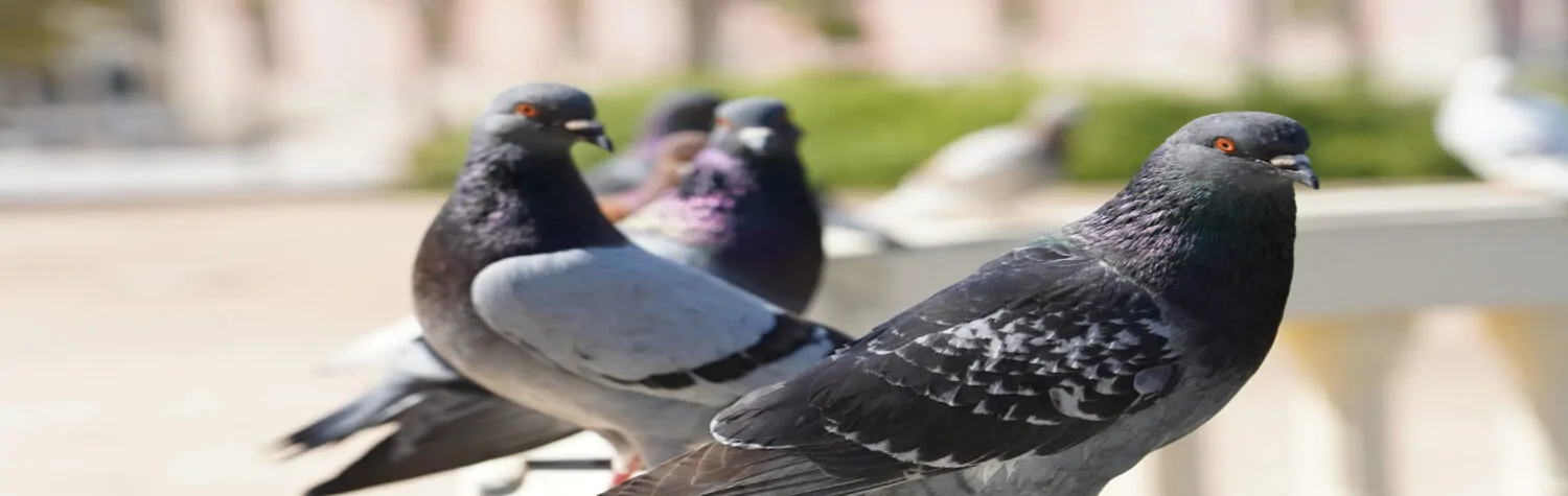 Controle de Animais Sinantrópicos