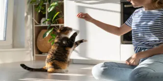 Curso Manuseio de Animais Domésticos