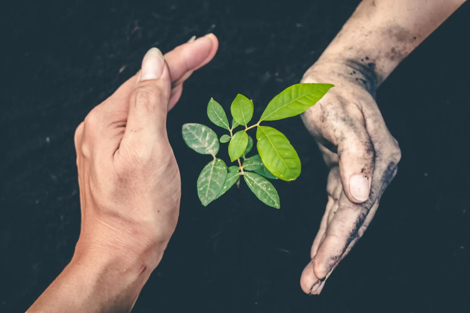 Protegendo o futuro com atitudes conscientes: cada planta cultivada é um passo em direção a um planeta mais saudável. Participe do nosso curso e aprenda a cuidar do meio ambiente com práticas sustentáveis! - Curso LAIA 